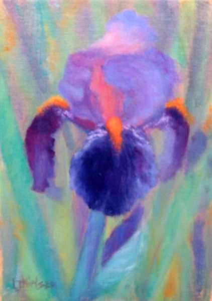 Bearded Iris