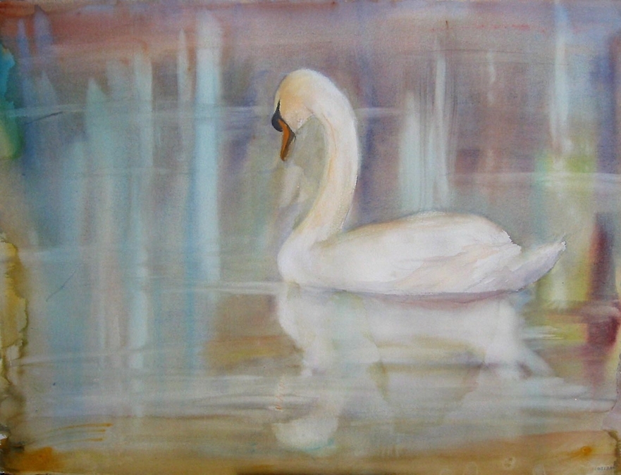 Mute Swan